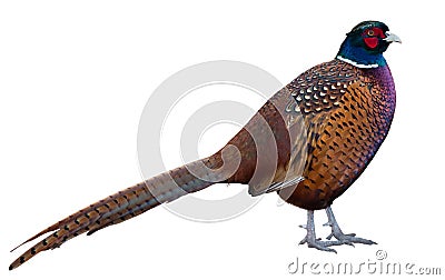 Beautiful common pheasant Stock Photo