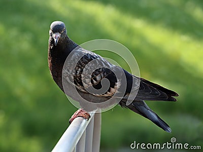 Beautiful common pigeon Stock Photo