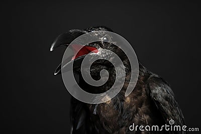 Beautiful common raven on dark background Stock Photo