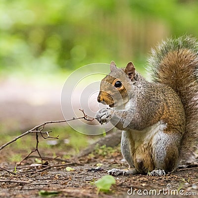A beautiful common squirrel in a Londons park looking for food. Stock Photo