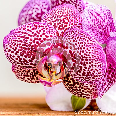 beautiful composition of blooming twig lilac spotty orchid flower, phalaenopsis on wooden background, closeup Stock Photo