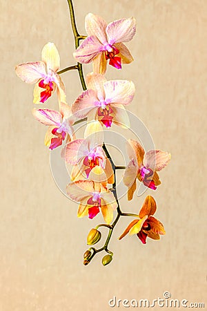 beautiful composition of blooming twig orchid flower, phalaenopsis on beige background, closeup Stock Photo