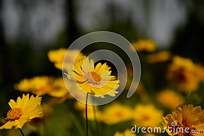 Beautiful composition of a combination of virtual and real forms of a group of yellow chrysanthemums Stock Photo