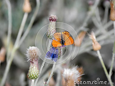 A beautiful composition of two blue and orange butterflies that are sunbathing on a purple flower branch. Stock Photo