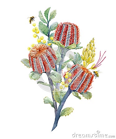 Watercolor australian banksia floral composition Stock Photo