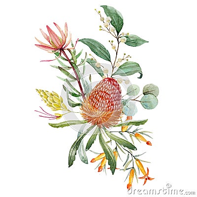 Watercolor australian banksia floral composition Stock Photo