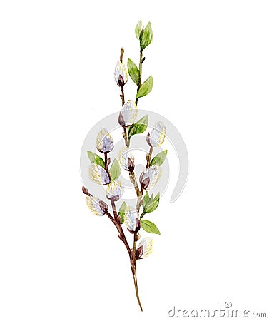 Watercolor willow tree branches Stock Photo