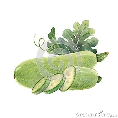 Beautiful composition with watercolor hand drawn zucchini vegetable. Stock illustration. Cartoon Illustration