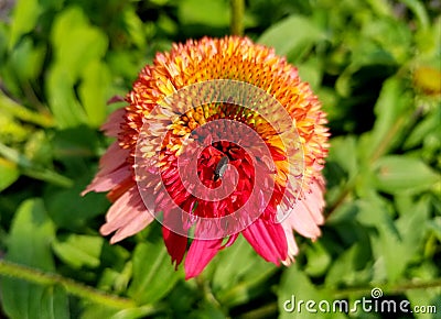 Beautiful Coneflower `Double Scoop` Raspberry Stock Photo