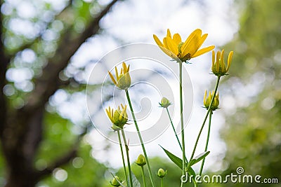 Beautiful coneflower With sunlight Stock Photo