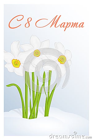 Beautiful congratulation or greeting card for women`s day with Narcissus in snow. Russian translation: 8 March. Holiday greetings Vector Illustration