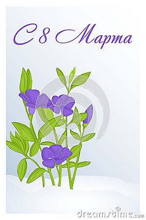 Beautiful congratulation or greeting card for women`s day with Periwinkle in snow. Russian translation: 8 March. Holiday greetings Vector Illustration