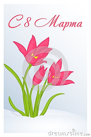 Beautiful congratulation or greeting card for women`s day with Tulipa in snow. Russian translation: 8 March. Holiday greetings bac Vector Illustration