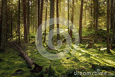 Beautiful coniferous forest in golden sunset. Stock Photo