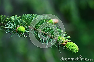 Beautiful coniferous twig tree. Nature background Stock Photo