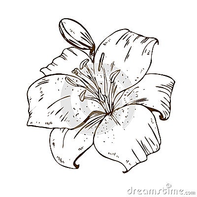 Beautiful contour lily flower. Illustration of big lily isolated on white background. Hand drawn vector. Nature floral collection. Stock Photo