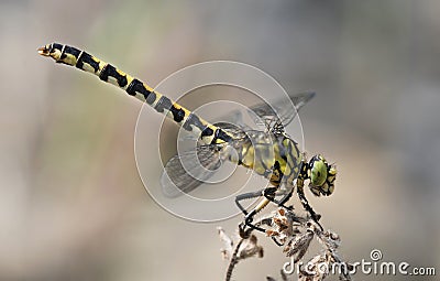 Beautiful contrasting colorful dragonfly macro Stock Photo