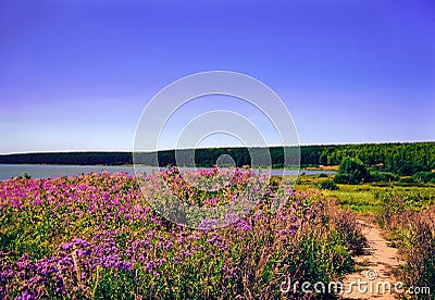 Beautiful contryside landscape background with flower field, clear blue sky, sand road, forest and lake Stock Photo