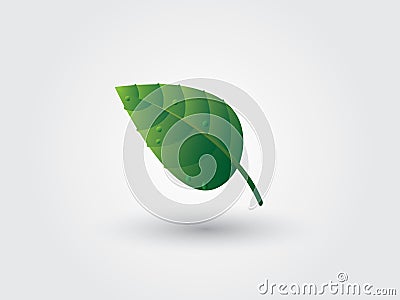 A beautiful cool green leaf with shadow on white background Vector Illustration