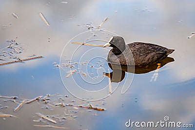 Beautiful coot swimming in a pool Stock Photo