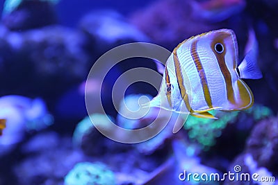 Beautiful copper banded fish in clear aquarium water Stock Photo