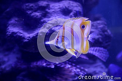 Beautiful copper banded butterfly fish in clear aquarium Stock Photo