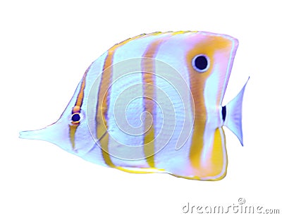 Beautiful copper banded butterfly fish on background Stock Photo