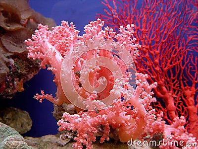 Beautiful coral Stock Photo