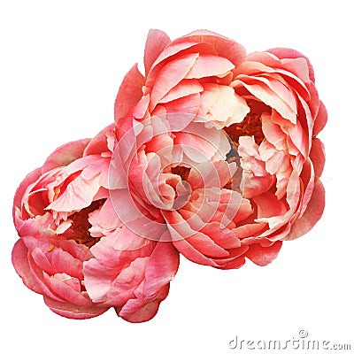 Beautiful `Coral Charm` Peony flowers isolated on white background. Living Coral colour trend of the year 2019 Stock Photo