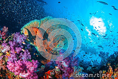 Beautiful coral garden reef. Stock Photo