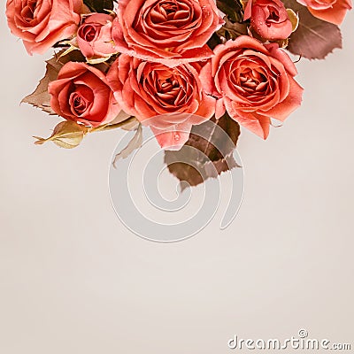 Beautiful coral mini roses on a smoky gray background Stock Photo