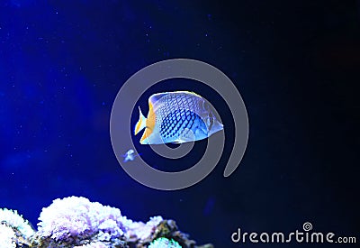 Beautiful Coral reef fish underwater in aquarium tank Stock Photo