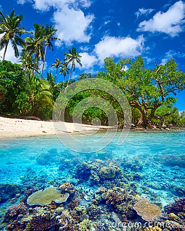 Beautiful Coral Reef. Stock Photo