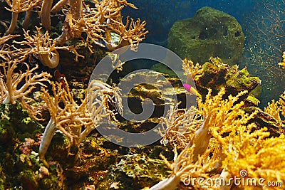Beautiful coral reef with its various fish inhabiting it Stock Photo