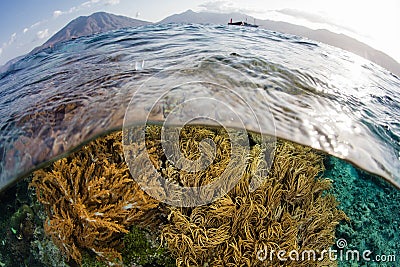 Soft Corals and Volcano in Alor, Indonesia Stock Photo