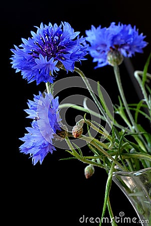 Beautiful cornflowers Stock Photo