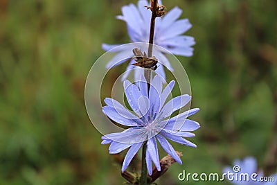 Beautiful cornflowers with water drops Stock Photo