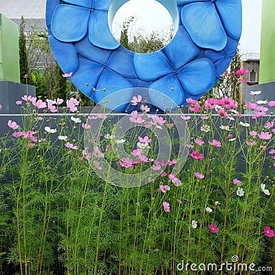 Beautiful cosmos at play la ploen in Buriram Thailand Editorial Stock Photo