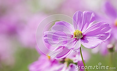 Beautiful cosmos flowers soft pink color. Stock Photo