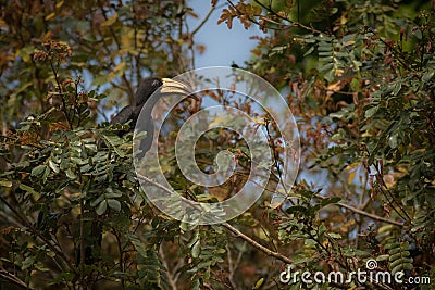 Beautiful and coulourful bird in the nice nature Stock Photo