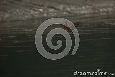 Beautiful coulourful brown winged kingfischer Stock Photo