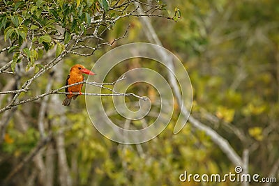 Beautiful coulourful brown winged kingfischer Stock Photo