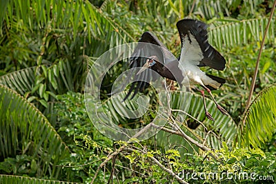 Beautiful coulourful stork in the nature habitat in Africa Stock Photo