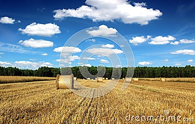 Beautiful countryside landscape sheaves and field Stock Photo