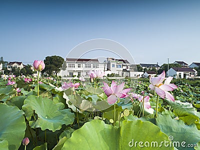 The beautiful countryside lotus Stock Photo