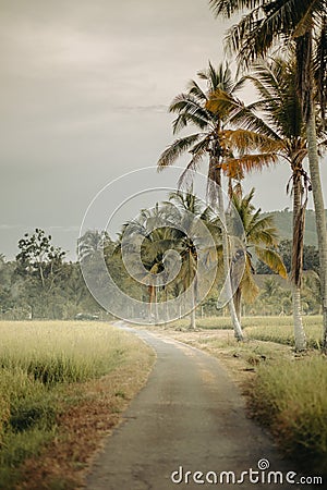 Beautiful countryside road with paddy field in Perlis, Malaysia Stock Photo