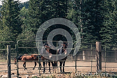 Beautiful countryside view to the horses in a small ranch around the Aspen mountains. Black and white image Stock Photo