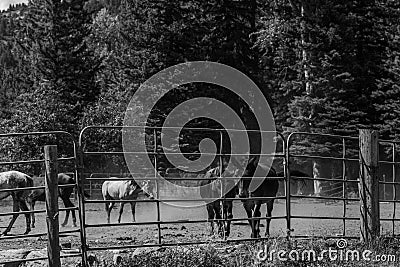 Beautiful countryside view to the horses in a small ranch around the Aspen mountains. Black and white image Stock Photo