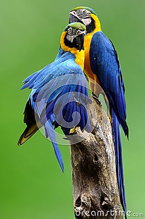 Beautiful couple of blue-and-gold macaw bird perching on log ov Stock Photo