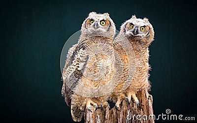 A beautiful couple of burrow owl Stock Photo